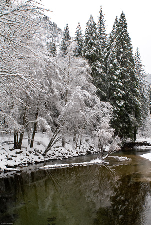 Snowy trees by the Merced River