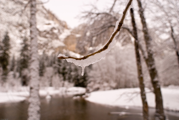 Icicle at Merced River