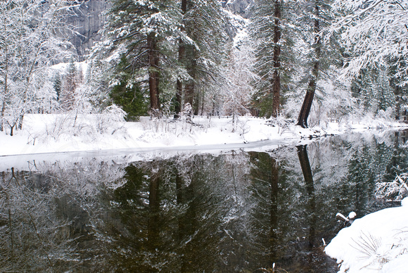 Snowy trees in the Merced River
