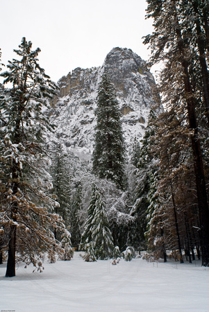 Snowy trees and Sentinel Rock
