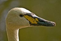 Swan, Barnet, England