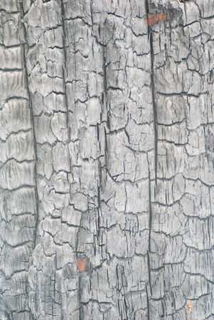 Charred tree bark