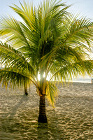 Tree on Sandy Lane beach, Barbados