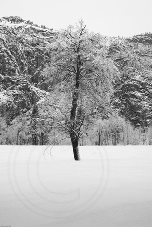 Snowy tree in the Leidig Meadow