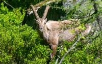 Alpine Ibex - from about 30m