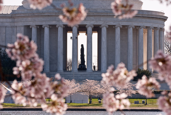 Jefferson Memorial during the Cherry Blossom Festival, Washington DC