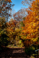 October 2019: Autumn colours - National Arboretum, Washington DC
