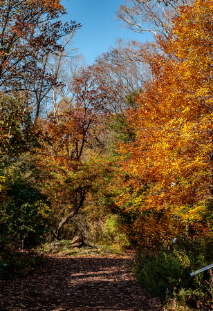 October 2019: Autumn colours - National Arboretum, Washington DC
