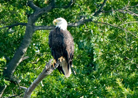 Bald Eagle, Chesapeake Bay