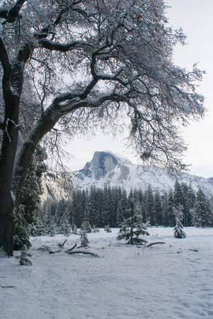 Half Dome and snowy tree from Stoneman Meadow; Yosemite National Park