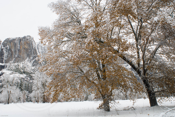 Snowy trees and Cathedral Rocks