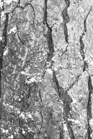 Tree bark (b/w)