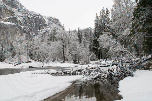 Snowy trees by the Merced River