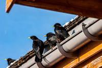 Blackbirds on a gutter - Le Tour