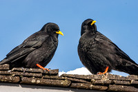 Blackbirds on a roof - Le Tour