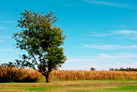 Summer corn field, Hatton Farm, Maryland
