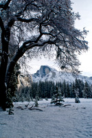 Half Dome and snowy tree