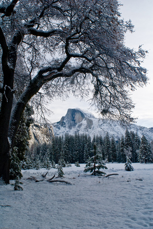 Half Dome and snowy tree