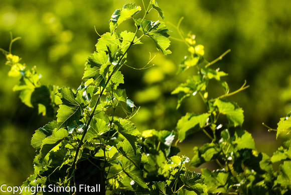 Vines