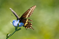 A butterfly taking some sun